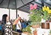 O Círculo Sãocarlense de Orquidófilos, com apoio da Prefeitura de São Carlos, realiza, nos dias 24, 25 e 26 de abril, a tradicional 61ª Exposição Nacional de Orquídeas, na Praça da XV.