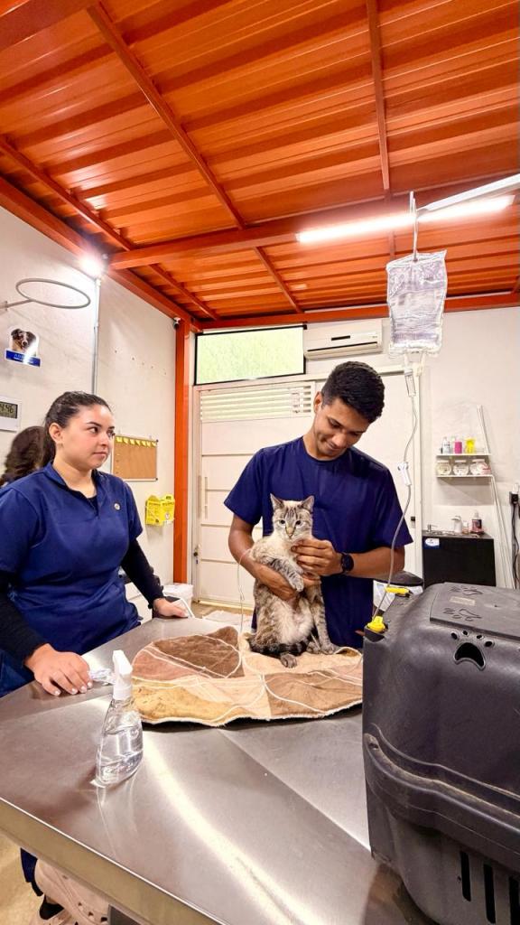 A Prefeitura de São Carlos, por meio do Departamento de Defesa e Controle Animal, retomou o atendimento médico veterinário gratuito 24 horas para cães e gatos de tutores em situação de vulnerabilidade socioeconômica.