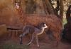 Filhote de Alpaca nasce no Parque Ecológico de São Carlos O Parque Ecológico de São Carlos “Dr. Antônio Teixeira Vianna” celebrou, no último dia 21 de abril, o nascimento de um filhote de alpaca. O animal, um macho, nasceu saudável e vem sendo acompanhado de perto pela equipe técnica do local.