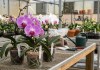 Prefeitura abre inscrições para curso gratuito de cuidados com orquídeas Prefeitura abre inscrições para curso gratuito de cuidados com orquídeas