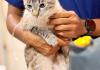 A Prefeitura de São Carlos, por meio do Departamento de Defesa e Controle Animal, retomou o atendimento médico veterinário gratuito 24 horas para cães e gatos de tutores em situação de vulnerabilidade socioeconômica.
