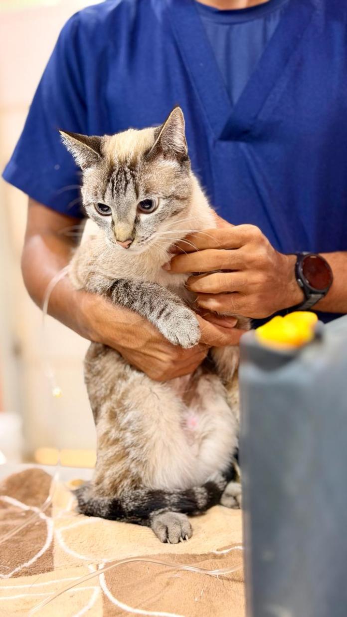 b98b7723-11b0-4e3f-afd8-d52f96bc8a39 A Prefeitura de São Carlos, por meio do Departamento de Defesa e Controle Animal, retomou o atendimento médico veterinário gratuito 24 horas para cães e gatos de tutores em situação de vulnerabilidade socioeconômica.