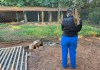 Operação resgata cerca de 140 animais e encontra mais de 130 mortos em propriedade rural de Ibaté