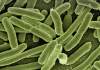 Pesquisa revela que resíduos agrícolas podem ajudar na saúde intestinal e prevenir doenças Pesquisa revela que resíduos agrícolas podem ajudar na saúde intestinal e prevenir doenças