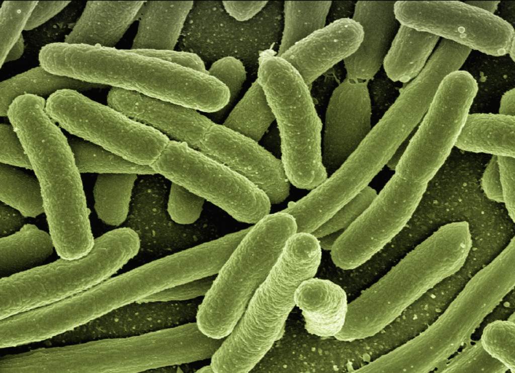 Pesquisa revela que resíduos agrícolas podem ajudar na saúde intestinal e prevenir doenças