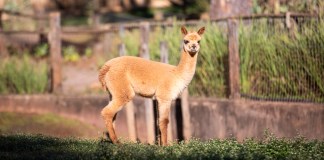 O Parque Ecológico Municipal “Dr. Antônio Teixeira Vianna”, em São Carlos, comemorou recentemente o nascimento de mais um filhote de alpaca.
