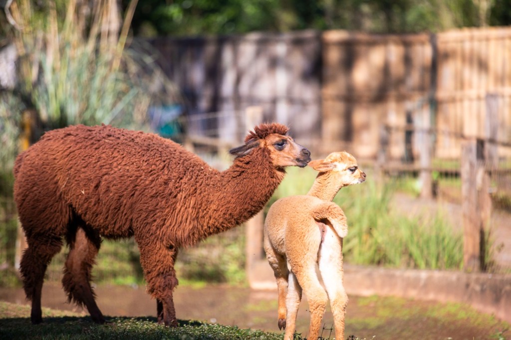 O Parque Ecológico Municipal “Dr. Antônio Teixeira Vianna”, em São Carlos, comemorou recentemente o nascimento de mais um filhote de alpaca.