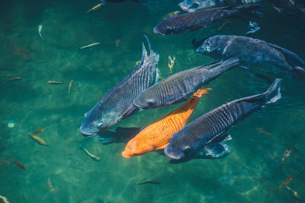 Pesquisa da UFSCar aponta que peixes invasores estão reconfigurando ecossistemas aquáticos globais