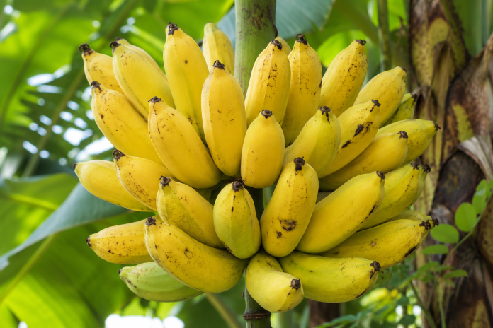 banana prata Banana-prata: uma aliada da saúde que merece lugar garantido na alimentação