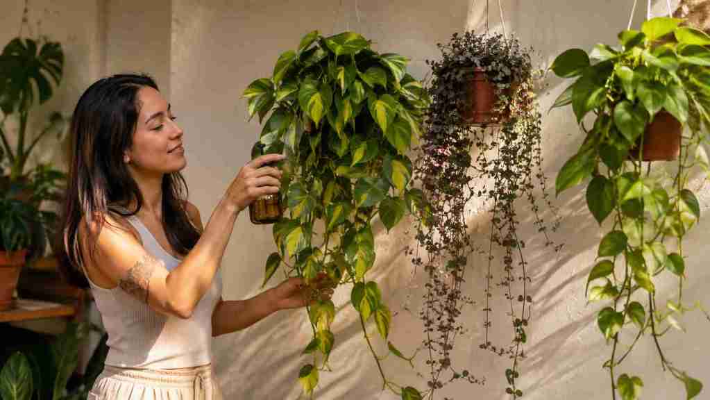 6 plantas pendentes perfeitas para quem deseja uma parede viva com aparência sofisticada e manutenção simples