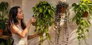 6 plantas pendentes perfeitas para quem deseja uma parede viva com aparência sofisticada e manutenção simples 6 plantas pendentes perfeitas para quem deseja uma parede viva com aparência sofisticada e manutenção simples
