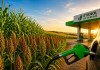 Etanol de cereais avança no Brasil e sorgo ganha espaço em novas regiões Etanol de cereais avança no Brasil e sorgo ganha espaço em novas regiões