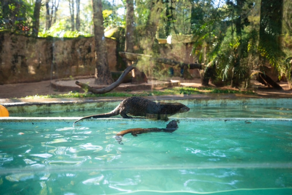 Farofa, uma lontra-neotropical resgatada em Santa Catarina, chegou ao Parque Ecológico de São Carlos e já convive com a fêmea Sol.