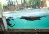 Parque Ecológico de São Carlos ganha novo morador: lontra Farofa chega para formar casal com Sol Farofa, uma lontra-neotropical resgatada em Santa Catarina, chegou ao Parque Ecológico de São Carlos e já convive com a fêmea Sol.