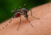 Dengue despenca 98% em São Carlos em 2026; cidade tem 418 casos confirmados Dengue despenca 98% em São Carlos em 2026; cidade tem 418 casos confirmados