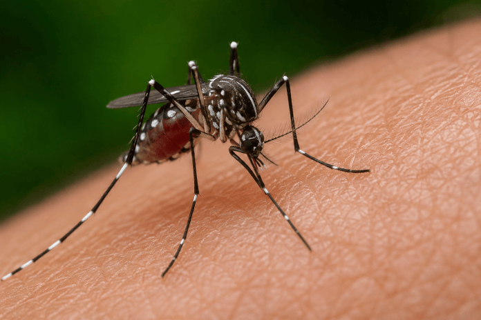Dengue despenca 98% em São Carlos em 2026; cidade tem 418 casos confirmados Dengue despenca 98% em São Carlos em 2026; cidade tem 418 casos confirmados