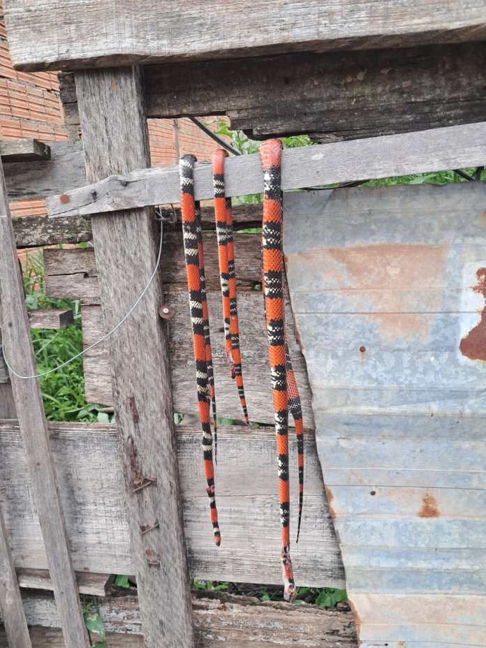 Serpentes semelhantes a cobras-corais foram encontradas mortas no Douradinho, em São Carlos. Saiba por que esses animais são importantes para a natureza. Serpentes semelhantes a cobras-corais foram encontradas mortas no Douradinho, em São Carlos. Saiba por que esses animais são importantes para a natureza.