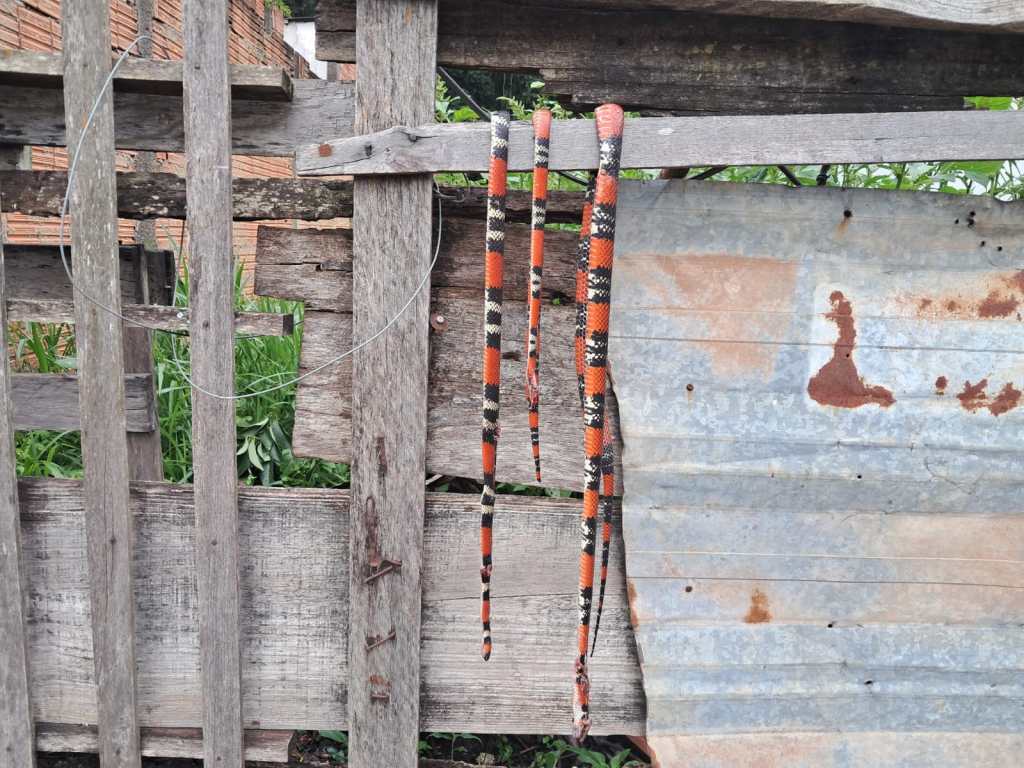 Serpentes semelhantes a cobras-corais foram encontradas mortas no Douradinho, em São Carlos. Saiba por que esses animais são importantes para a natureza.