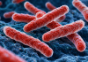 Cientistas da USP de São Carlos desenvolvem tecnologia que pode detectar tuberculose em apenas 30 minutos Pesquisadores do IFSC USP de São Carlos desenvolvem sensor com nanopartículas para detecção rápida de proteínas associadas à tuberculose