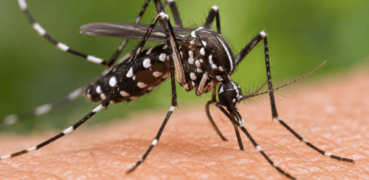 São Carlos chega a 436 casos de dengue em 2026 e segue sem mortes