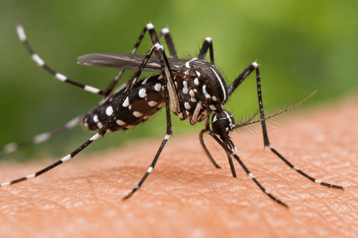 São Carlos chega a 436 casos de dengue em 2026 e segue sem mortes São Carlos chega a 436 casos de dengue em 2026 e segue sem mortes