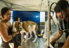 São Carlos abre 400 vagas para mutirão de castração de cães e gatos no Santa Angelina São Carlos abre 400 vagas para mutirão de castração de cães e gatos no Santa Angelina