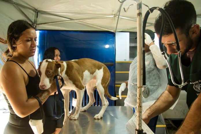 São Carlos abre 400 vagas para mutirão de castração de cães e gatos no Santa Angelina São Carlos abre 400 vagas para mutirão de castração de cães e gatos no Santa Angelina