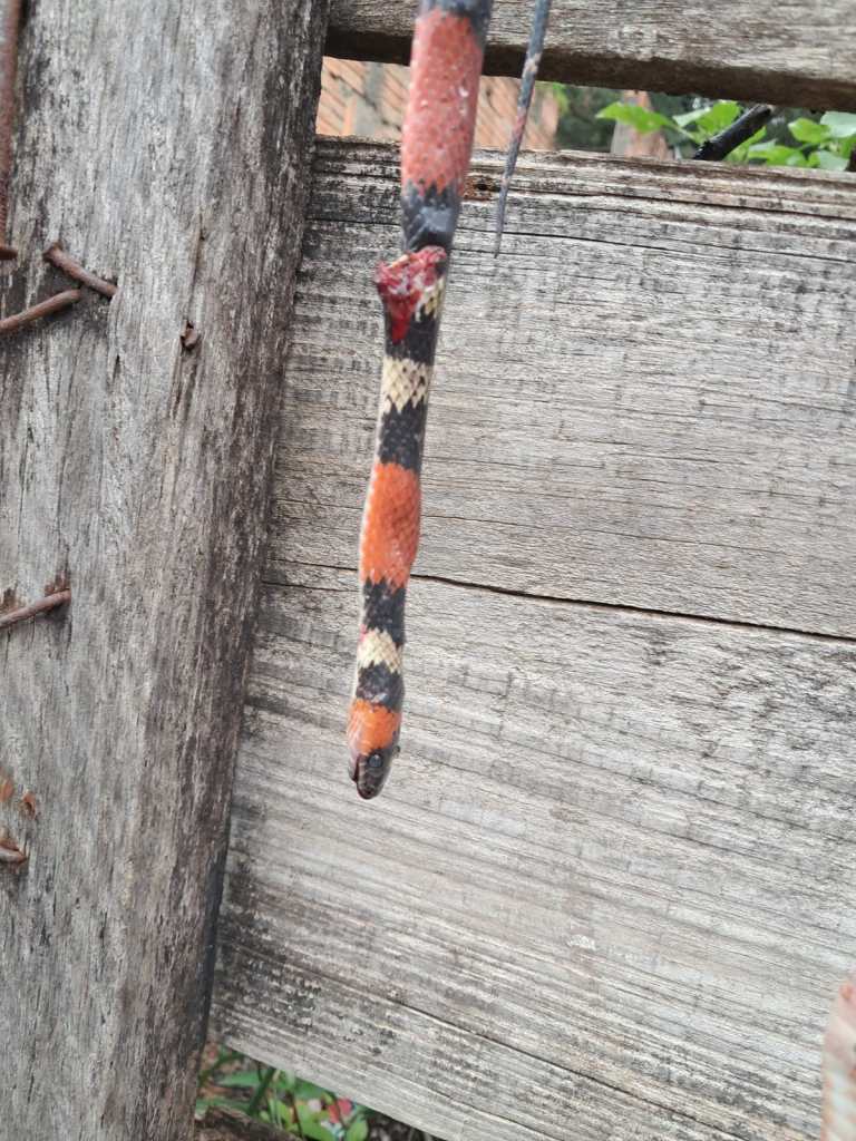 Serpentes semelhantes a cobras-corais foram encontradas mortas no Douradinho, em São Carlos. Saiba por que esses animais são importantes para a natureza.