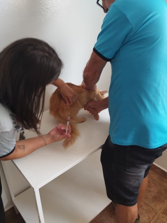 Vacinação antirrábica gratuita para cães e gatos muda de endereço em São Carlos Vacinação antirrábica gratuita para cães e gatos muda de endereço em São Carlos