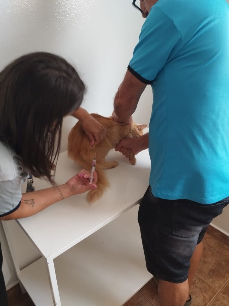 Vacinação antirrábica gratuita para cães e gatos muda de endereço em São Carlos