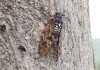 Por que as cigarras estão cantando diaramente nos fins de tarde? Entenda Por que as cigarras estão cantando diaramente nos fins de tarde?