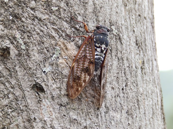 Por que as cigarras estão cantando diaramente nos fins de tarde? Por que as cigarras estão cantando diaramente nos fins de tarde?